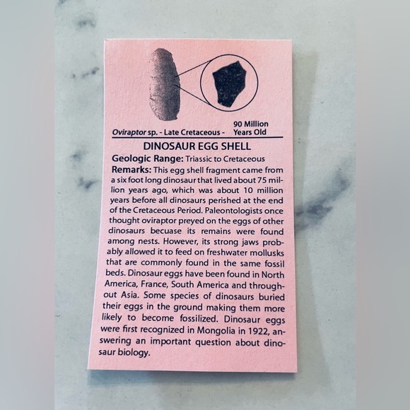 🦕 Educational Fossils Set: dinosaur, ammonite, petrified wood, etc. Geol… - Picture 13 of 16